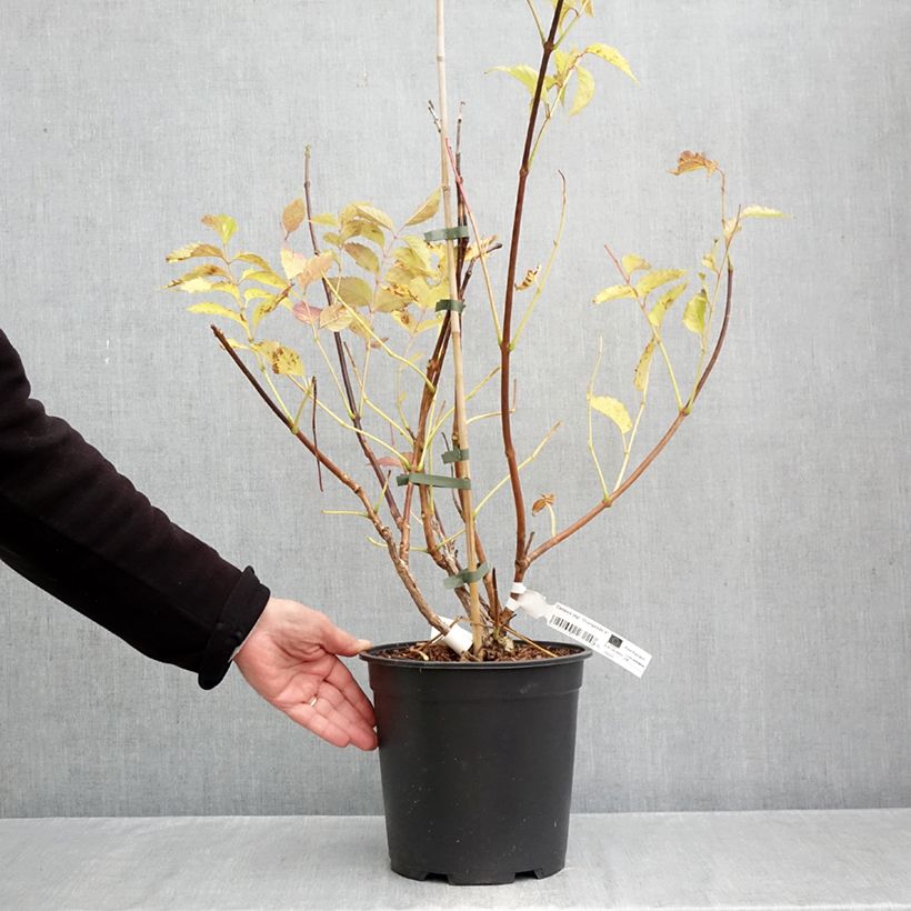 Amostra de Bignónia Orangeade Vaso de 6 L/7 L tal como entregue no outono