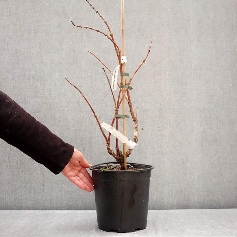 Amostra de Bignónia Orangeade Vaso de 6 L/7 L tal como entregue no inverno