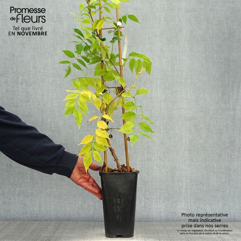 Amostra de Bignónia Atropurpurea Vaso de 2 L/3 L tal como entregue no outono