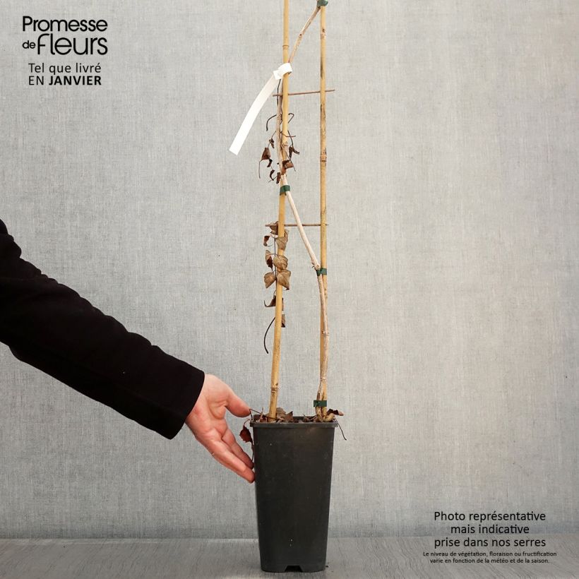 Amostra de Bignónia Atropurpurea Vaso de 2 L/3 L tal como entregue no inverno