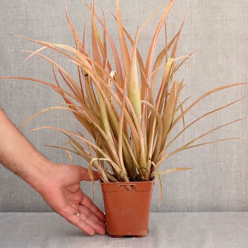 Amostra de Billbergia nutans Vaso de 1 L/1,5 L tal como entregue no verão