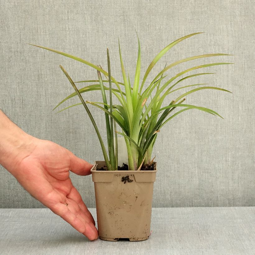 Amostra de Billbergia nutans Vaso de 1 L/1,5 L tal como entregue na primavera