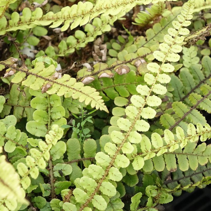 Blechnum fluviatile (Folhagem)
