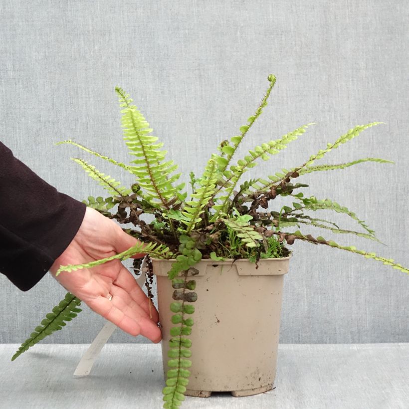 Amostra de Blechnum fluviatile Vaso de 3 L/4 L tal como entregue no outono