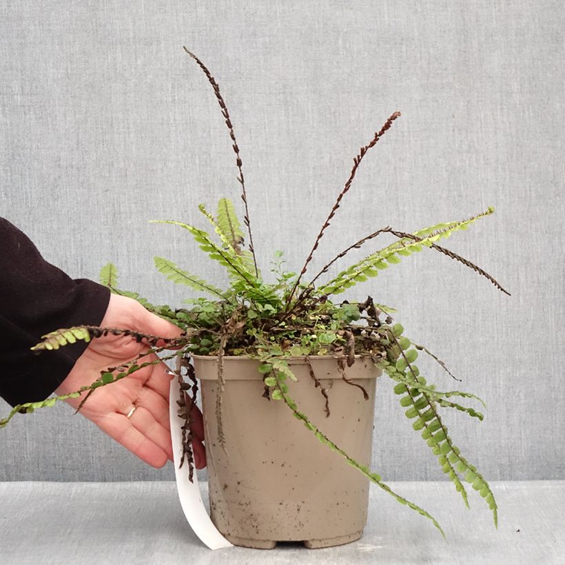 Amostra de Blechnum fluviatile Pot de 3L/4L tal como entregue no inverno