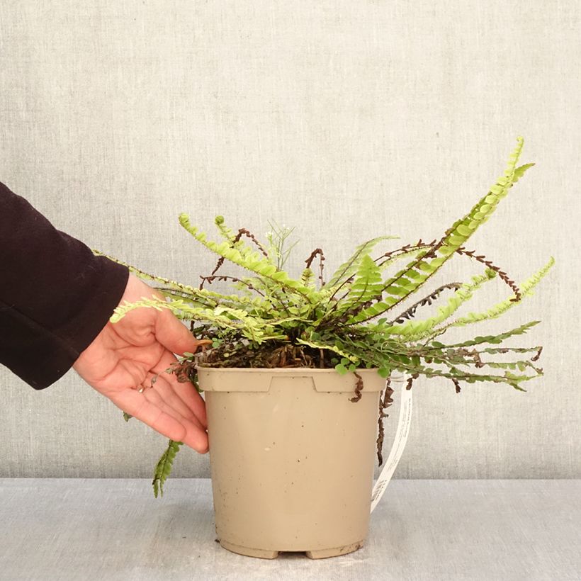 Amostra de Blechnum fluviatile Vaso de 3 L/4 L tal como entregue na primavera