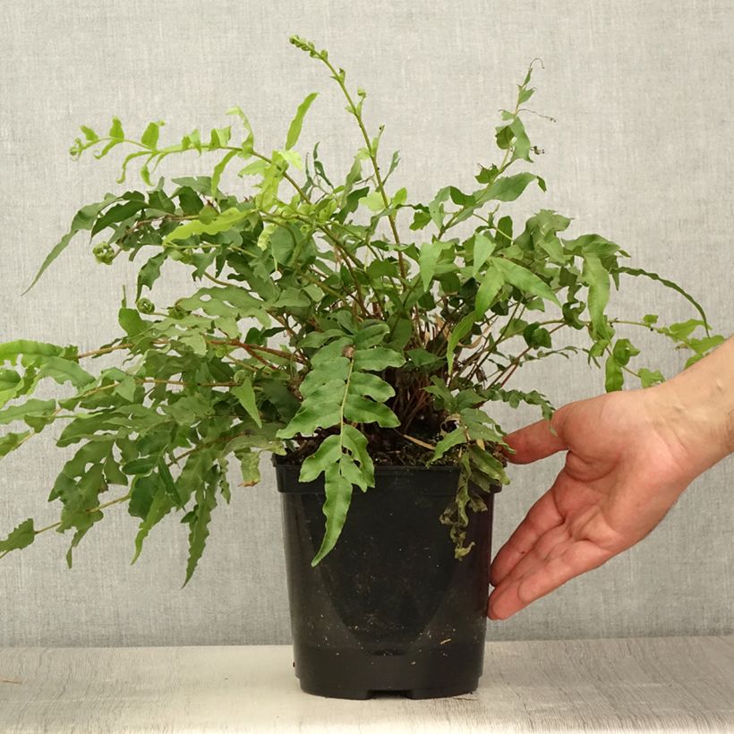 Amostra de Blechnum novae Vaso de 3 L/4 L tal como entregue no verão