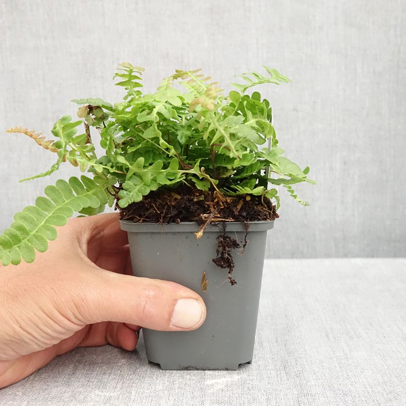 Amostra de Blechnum penna Vaso de 8/9 cm tal como entregue no outono