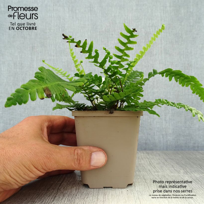 Amostra de Blechnum spicant Vaso de 8/9 cm tal como entregue no outono