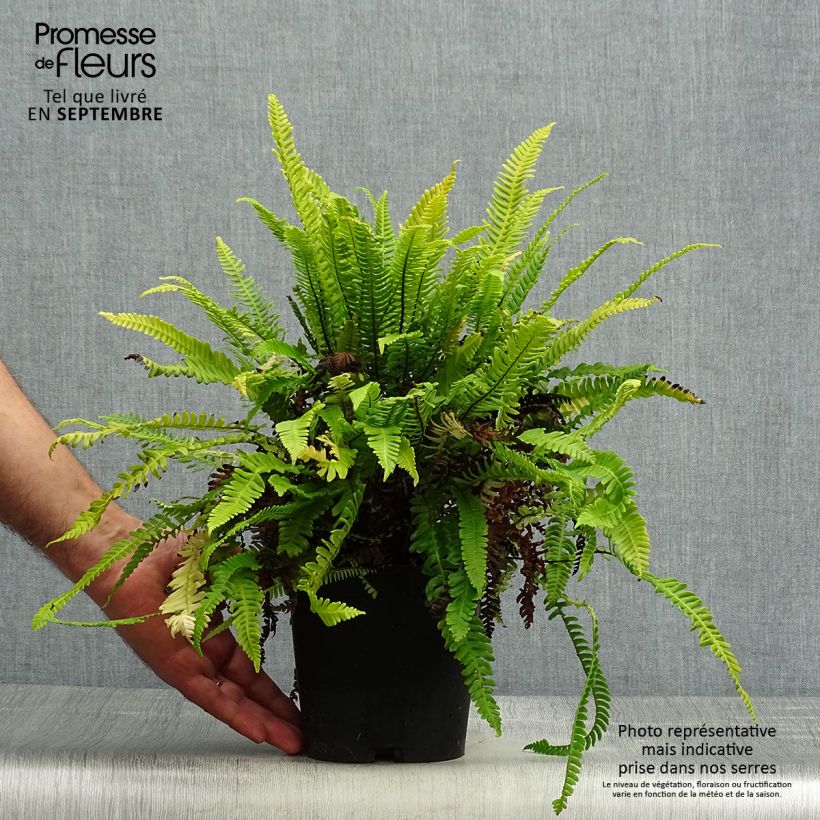 Amostra de Blechnum spicant Vaso de 2 L/3 L tal como entregue no outono