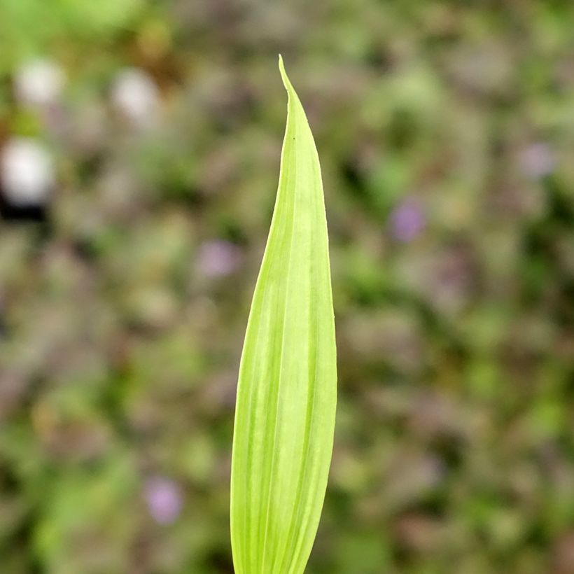 Bletilla ochracea (Folhagem)