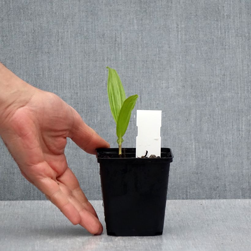 Amostra de Bletilla ochracea - Bletilla ochracée Godet de 8/9 cm tal como entregue na primavera