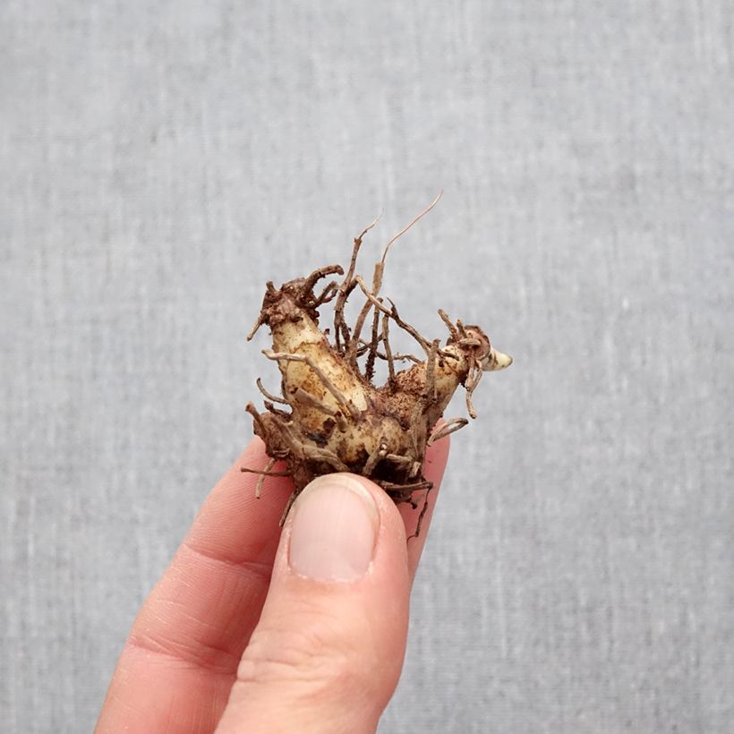 Amostra de Bletilla Penway Paris - Orchidée jacinthe Bulbo tal como entregue na primavera