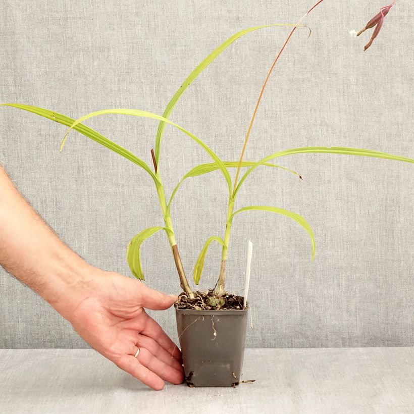Amostra de Bletilla Penway Paris Vaso de 8/9 cm tal como entregue no verão