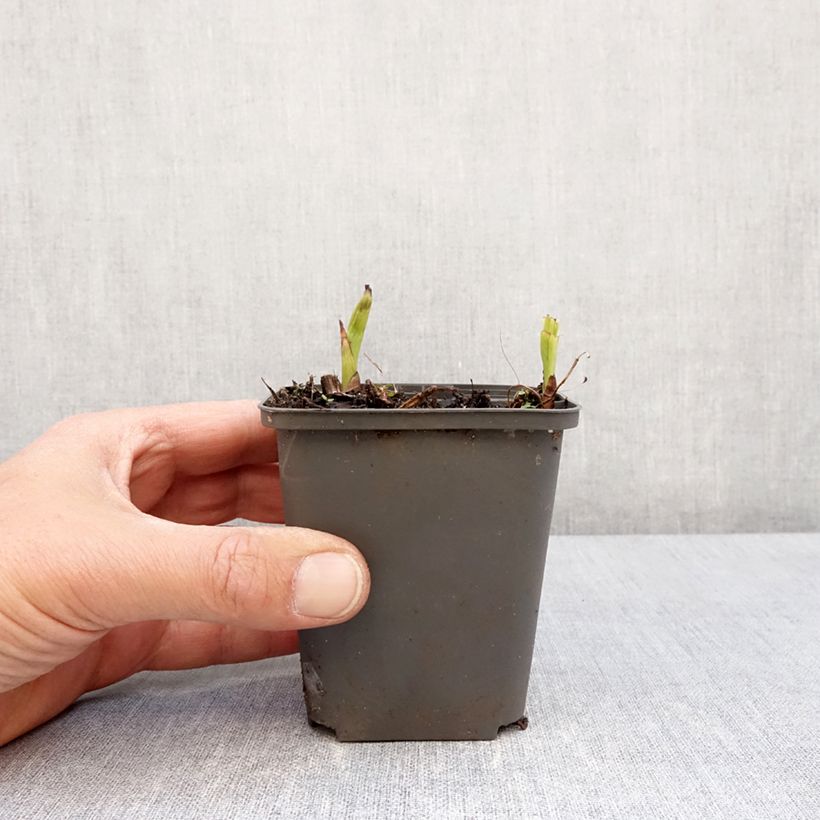 Amostra de Bletilla Penway Paris Vaso de 8/9 cm tal como entregue na primavera