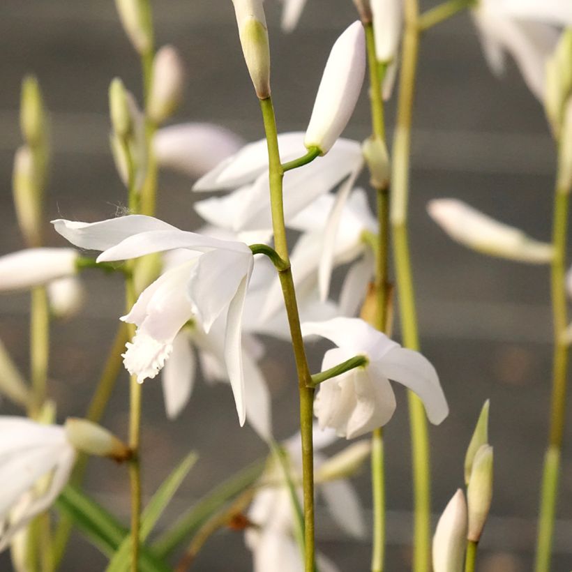 Bletilla striata Alba (Floração)