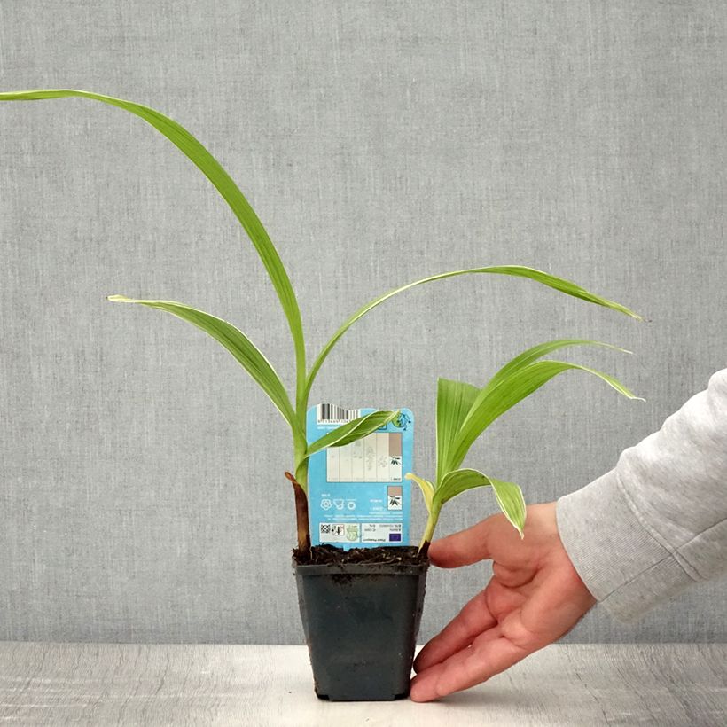 Amostra de Bletilla striata Alba Vaso de 8/9 cm Calibre I tal como entregue no verão