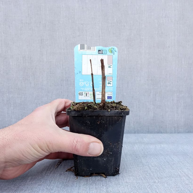 Amostra de Bletilla striata Alba - Orchidée jacinthe Blanche  Vaso de 8/9 cm size I tal como entregue no inverno