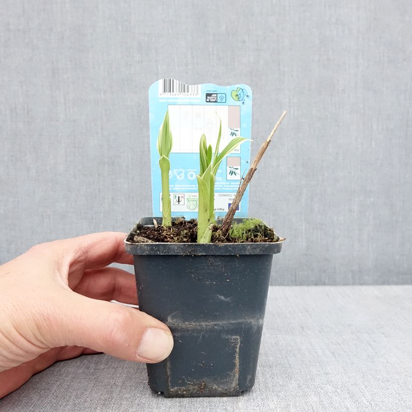 Amostra de Bletilla striata Alba Vaso de 8/9 cm Calibre I tal como entregue na primavera