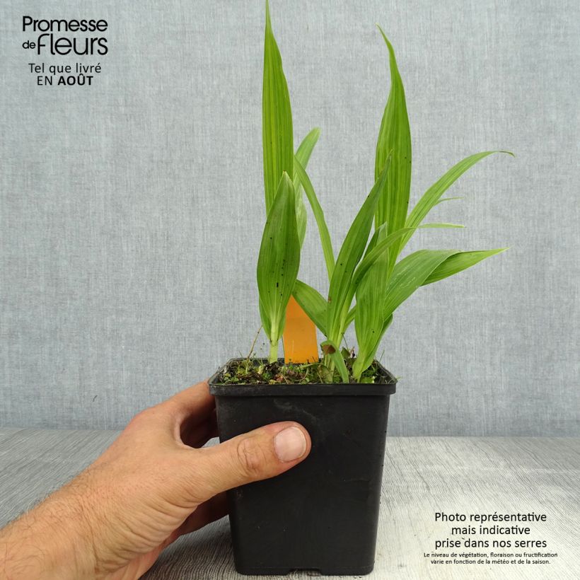 Amostra de Bletilla striata Alba Vaso de 1 L/1,5 L tal como entregue no verão