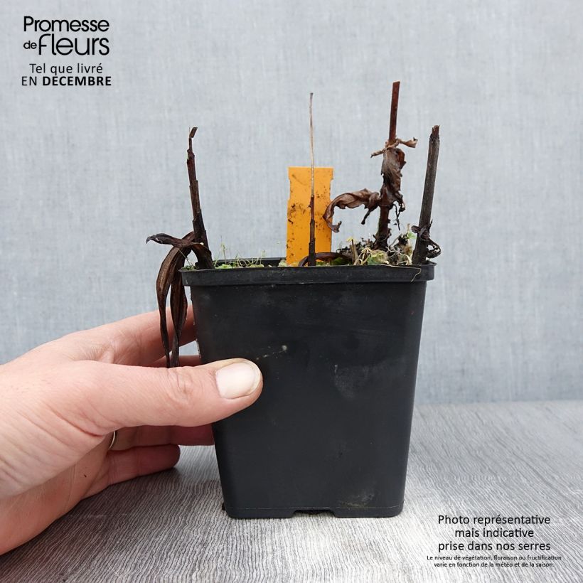 Amostra de Bletilla striata Alba - Orchidée jacinthe Blanche  Vaso de 1 L/1,5 L tal como entregue no inverno