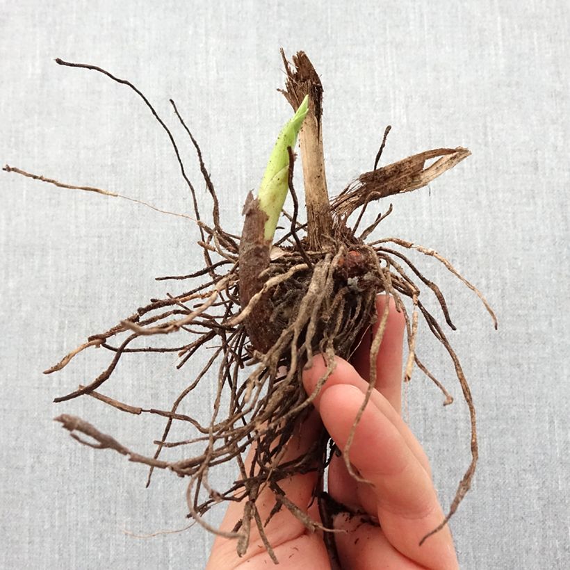 Amostra de Bletilla striata f. gebina - Orchidée jacinthe Bulbo size I tal como entregue na primavera