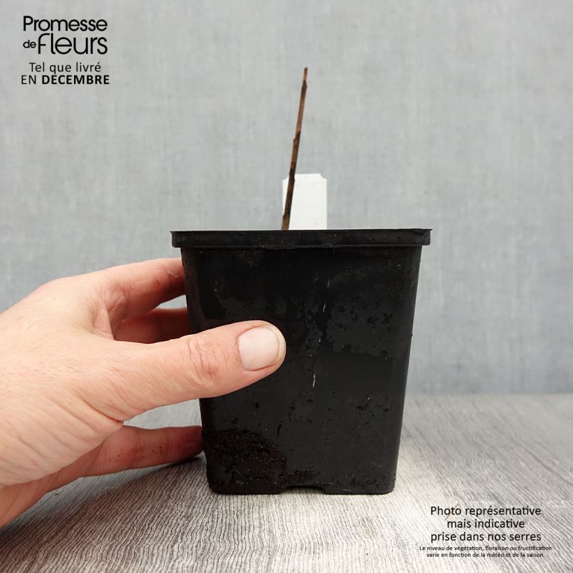 Amostra de Bletilla striata Kuchi-beni - Orchidée jacinthe Vaso de 8/9 cm size I tal como entregue no inverno