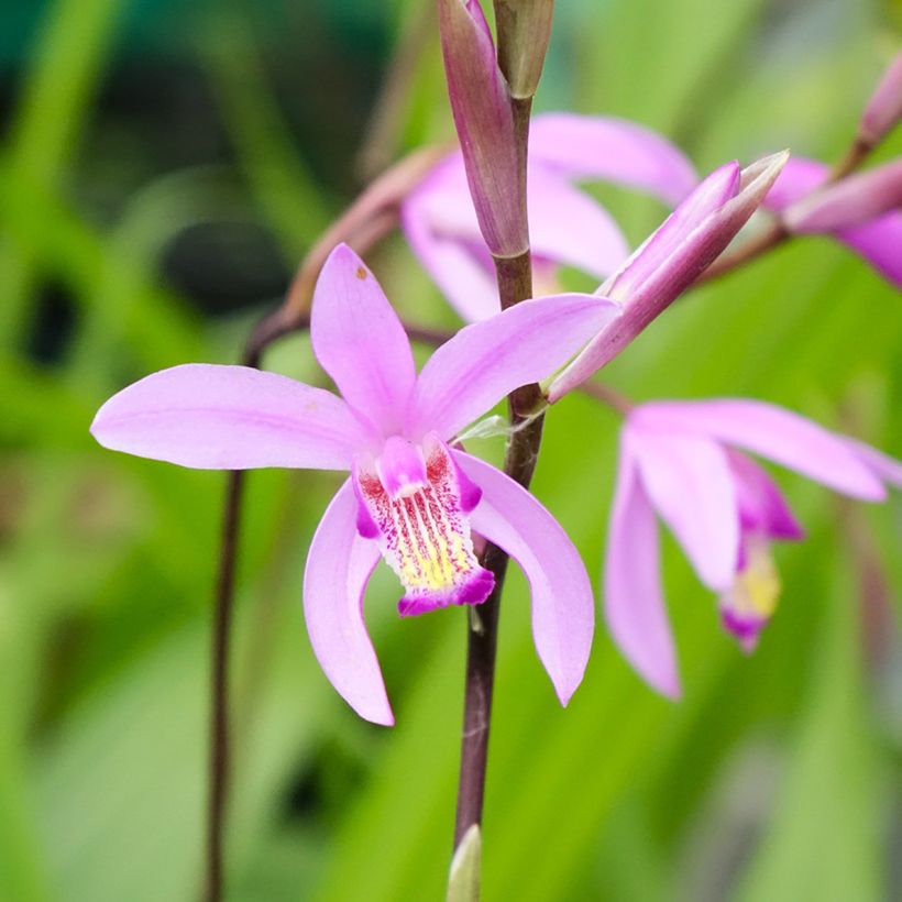 Bletilla striata (Floração)