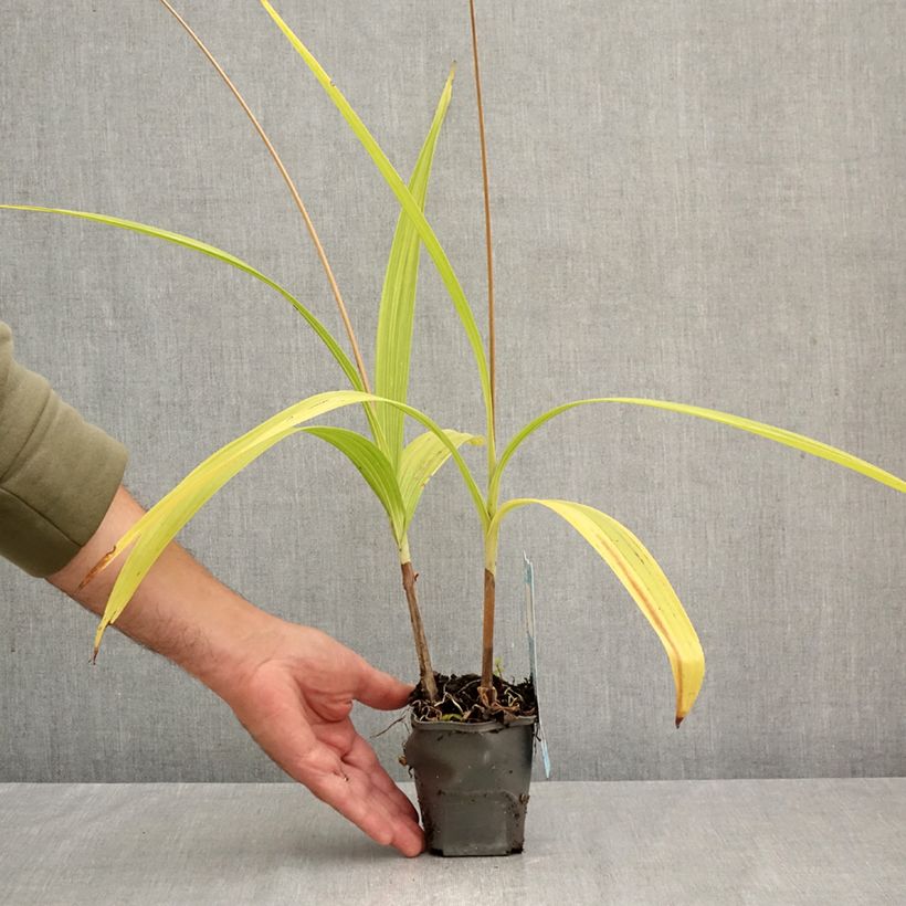 Amostra de Bletilla striata Vaso de 8/9 cm tal como entregue no outono