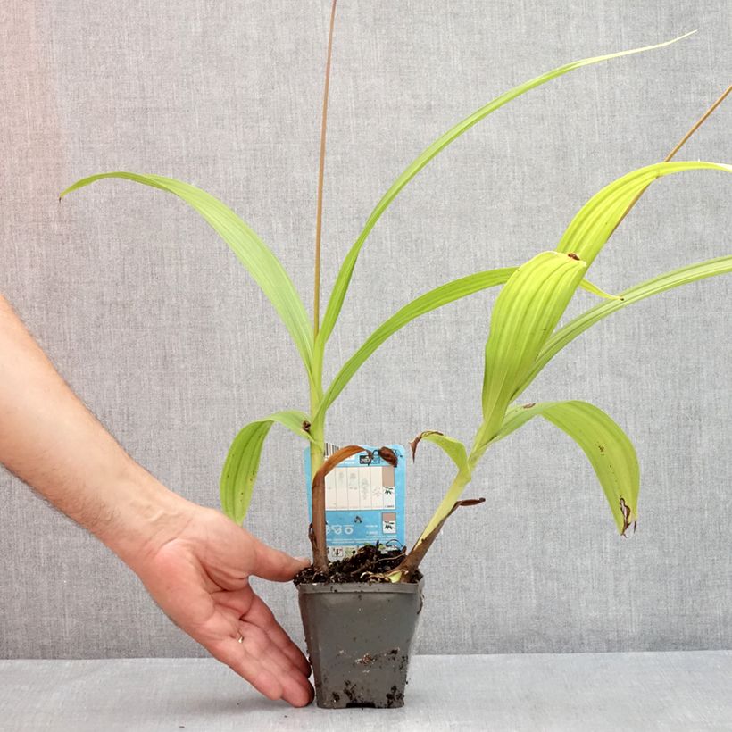 Amostra de Bletilla striata Vaso de 8/9 cm tal como entregue no verão