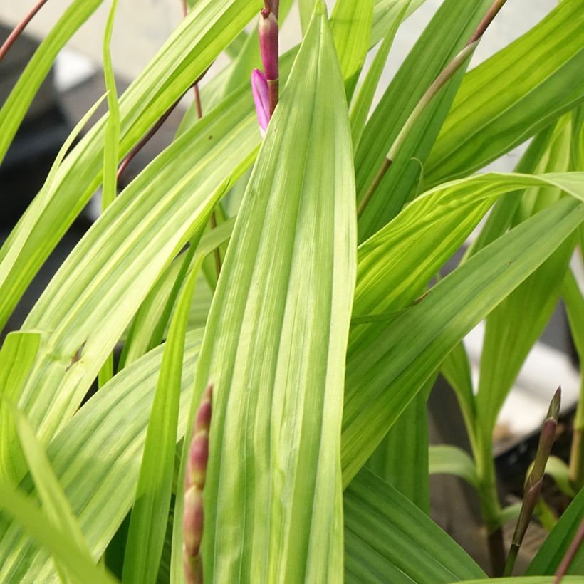 Bletilla striata Purple (Folhagem)