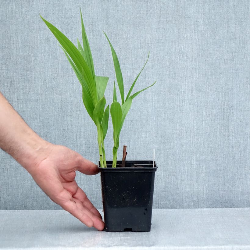 Amostra de Bletilla striata Purple Vaso de 8/9 cm tal como entregue no verão