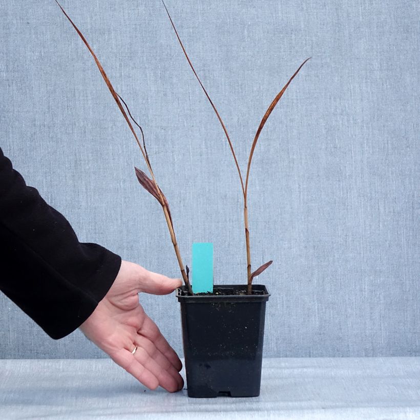 Amostra de Bletilla striata Purple - Orchidée jacinthe Godet de 8/9 cm tal como entregue no inverno