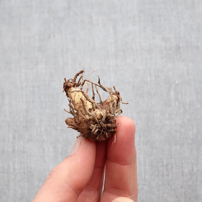 Amostra de Bletilla striata Soryu Blue Dragon - Orchidée jacinthe Bleue Bulbo size I tal como entregue na primavera