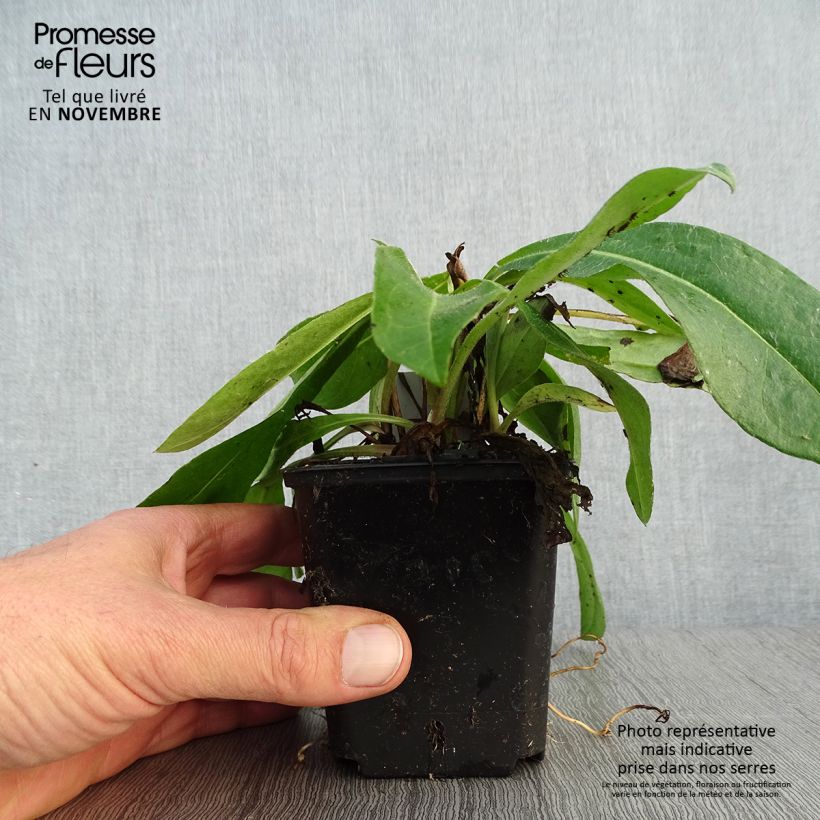 Amostra de Centáurea montana Coerulea Vaso de 8/9 cm tal como entregue no outono