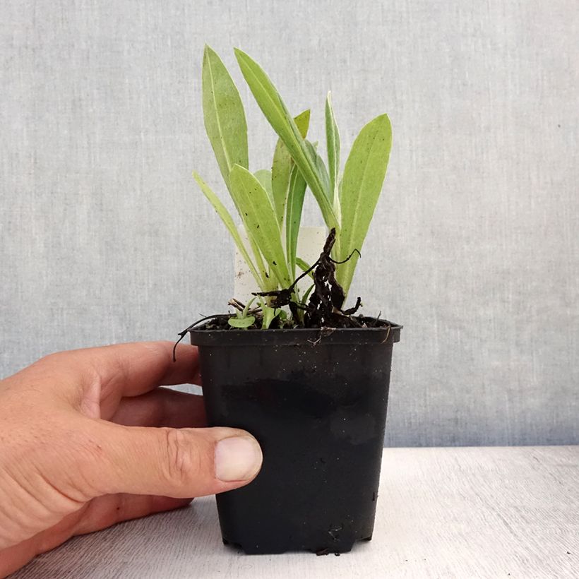 Amostra de Centáurea montana Coerulea Vaso de 8/9 cm tal como entregue no verão