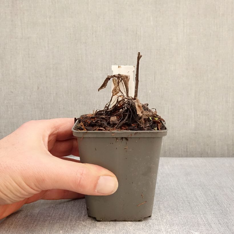 Amostra de Centáurea montana Violetta Vaso de 8/9 cm tal como entregue no inverno