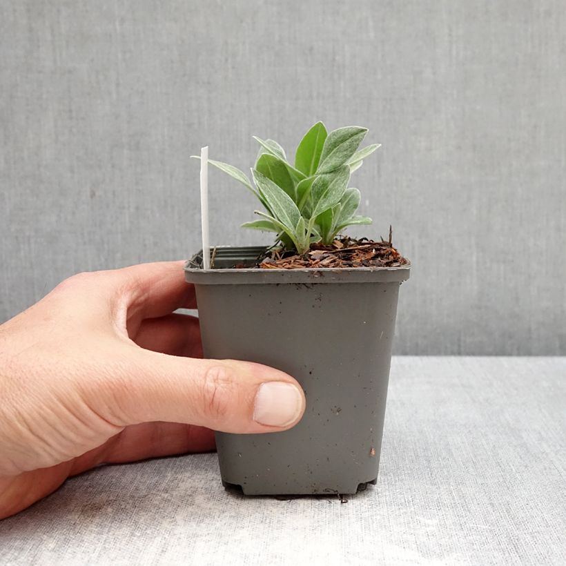 Amostra de Centáurea montana Violetta Vaso de 8/9 cm tal como entregue na primavera