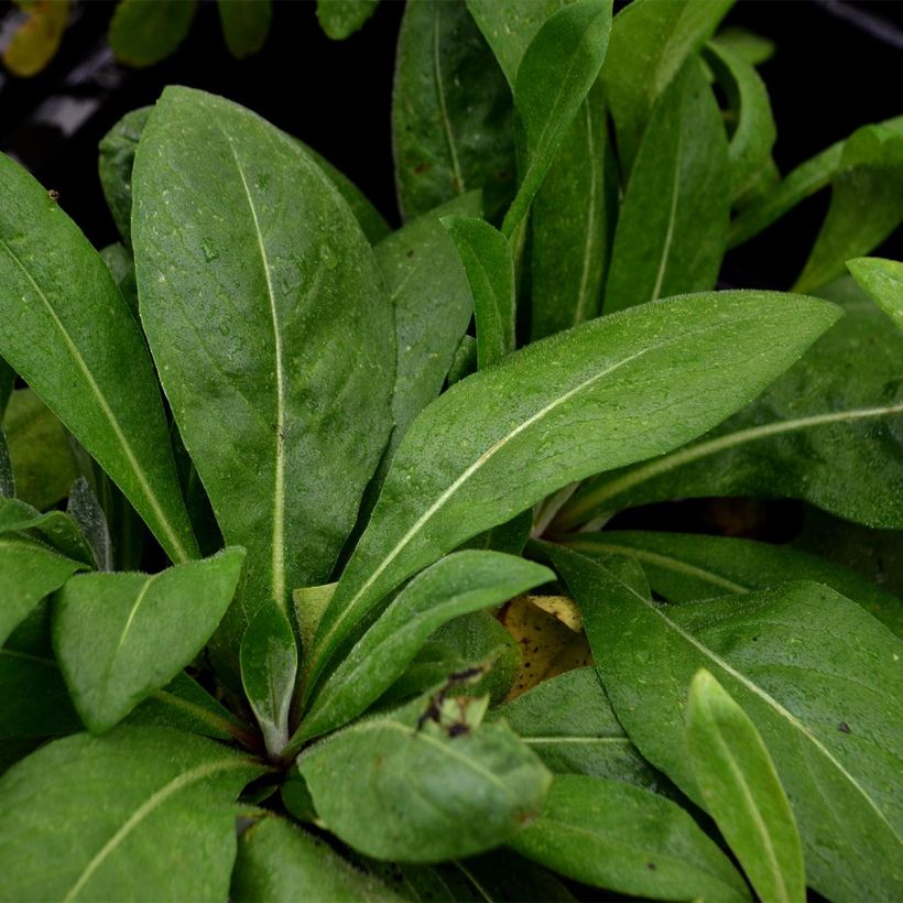 Centáurea montana Carnea (Folhagem)