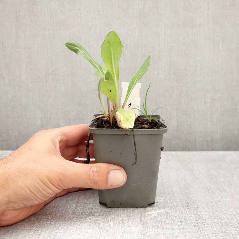 Amostra de Centáurea montana Black Sprite Vaso de 8/9 cm tal como entregue no outono