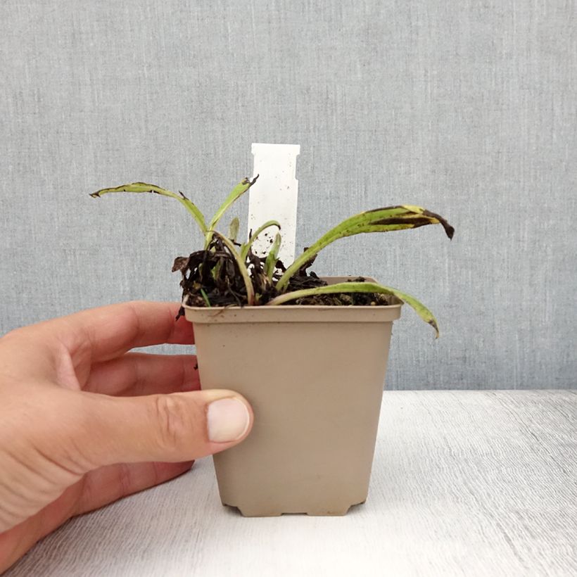 Amostra de Centáurea montana Black Sprite Vaso de 8/9 cm tal como entregue no verão