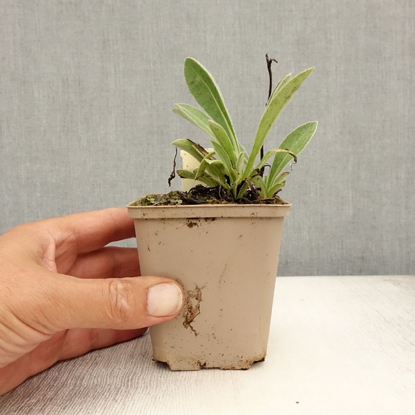 Amostra de Centáurea montana Jordy Vaso de 8/9 cm tal como entregue no verão