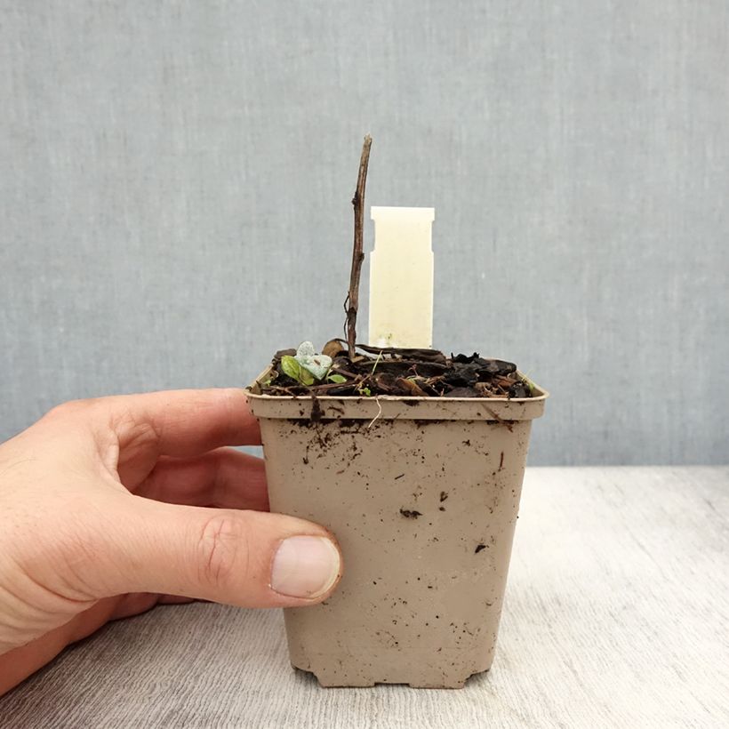 Amostra de Centáurea montana Carnea Vaso de 8/9 cm tal como entregue no outono