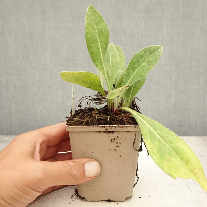 Amostra de Centáurea montana Carnea Vaso de 8/9 cm tal como entregue no verão