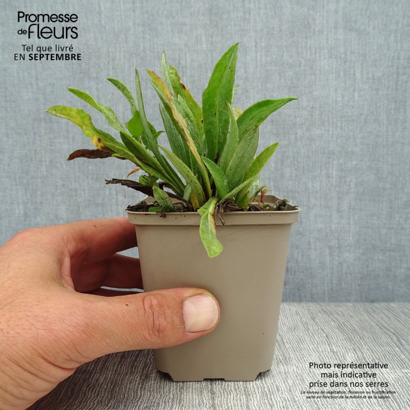 Amostra de Centáurea montana Sulphurea Vaso de 8/9 cm tal como entregue no verão