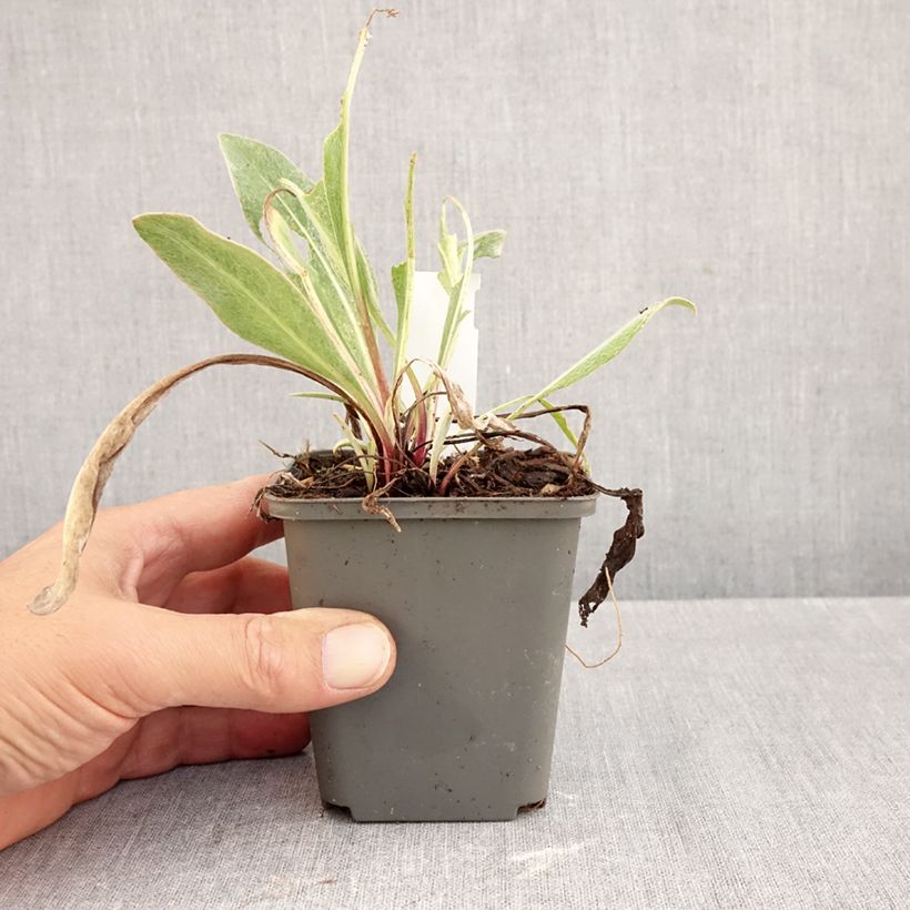 Amostra de Centáurea montana Sulphurea Vaso de 8/9 cm tal como entregue no outono