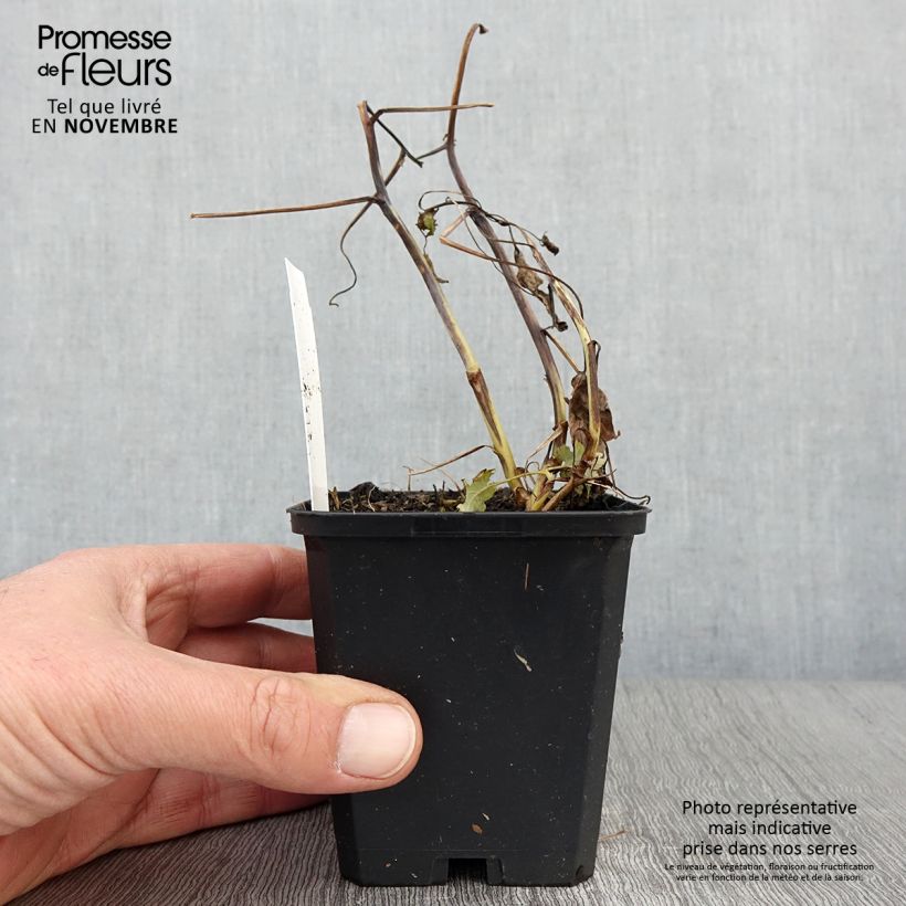 Amostra de Macleaya cordata Flamingo Vaso de 8/9 cm tal como entregue no outono