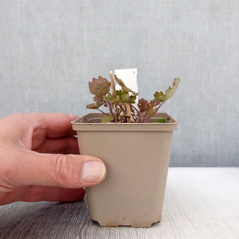 Amostra de Macleaya cordata Flamingo Vaso de 8/9 cm tal como entregue na primavera