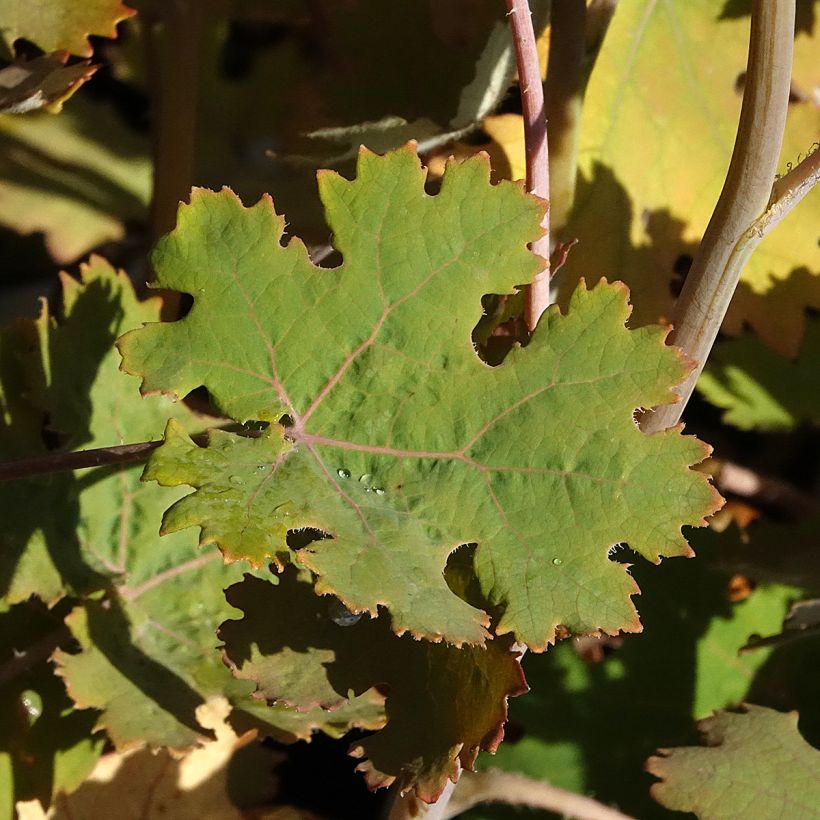 Macleaya microcarpa Spetchley Ruby (Folhagem)