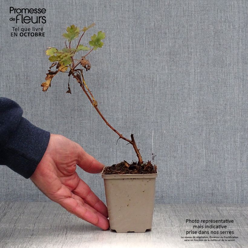 Amostra de Macleaya microcarpa Spetchley Ruby Vaso de 8/9 cm tal como entregue no outono
